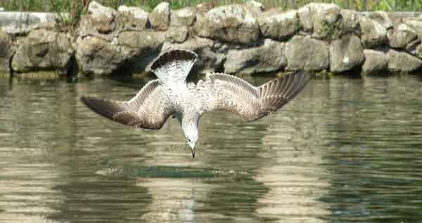 Comportamento gabbiano